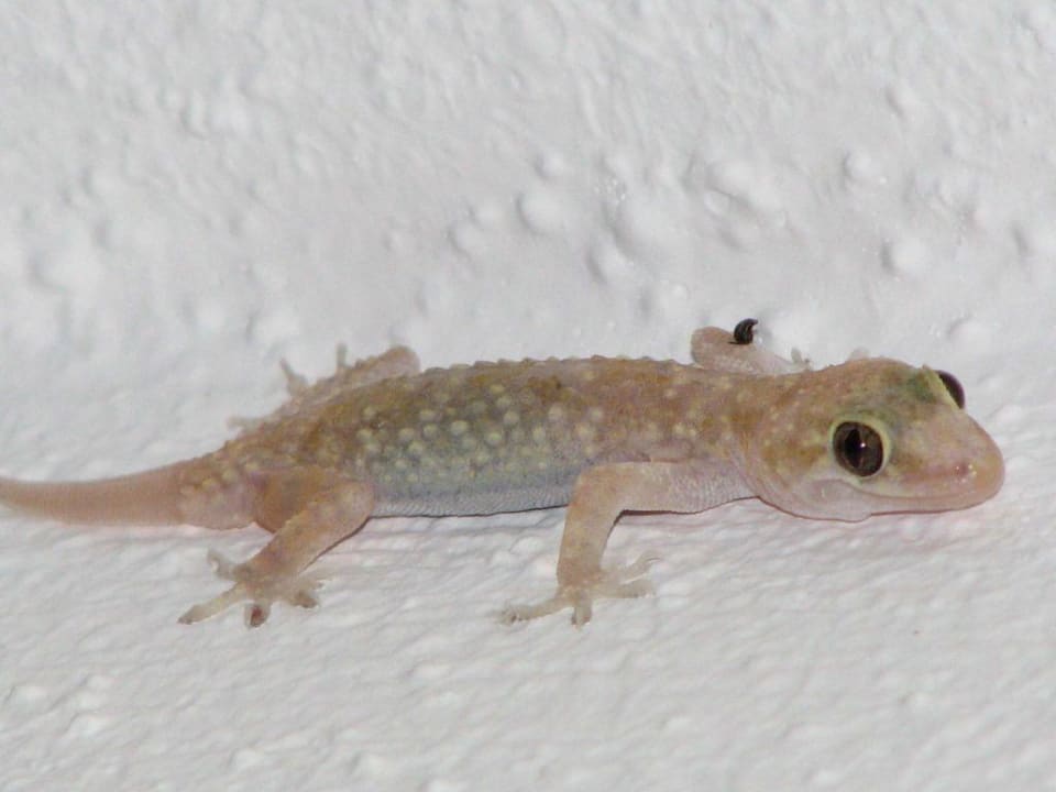 Geko sulla parete del corridoio anticamera Hotel Koala