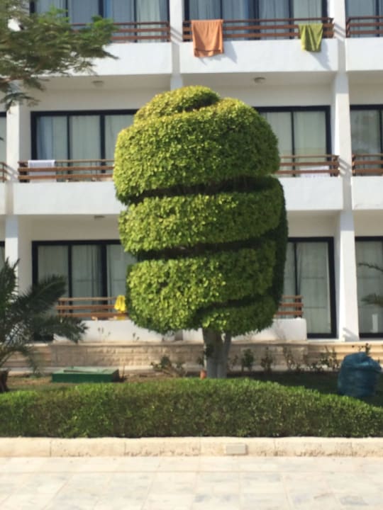 Gepflegte Bäume The Grand Hotel Hurghada