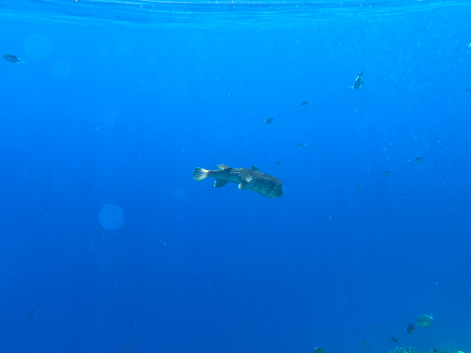 Sonstiges Novotel Marsa Alam Beach Resort