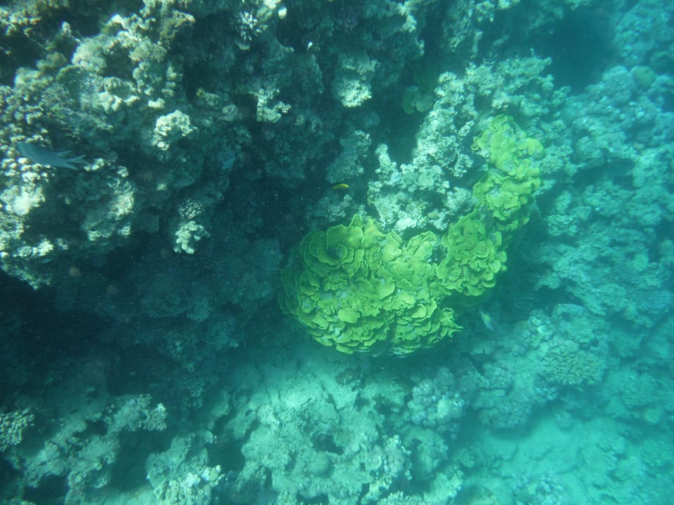 Riff Cleopatra Luxury Resort Makadi Bay