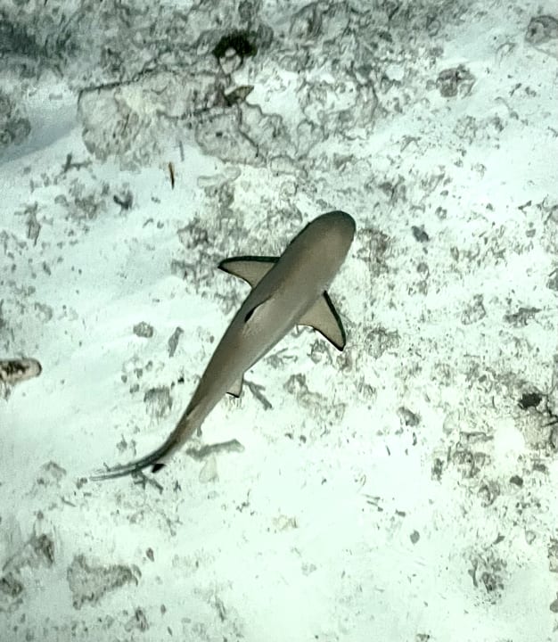 Strand Meeru Maldives Resort Island