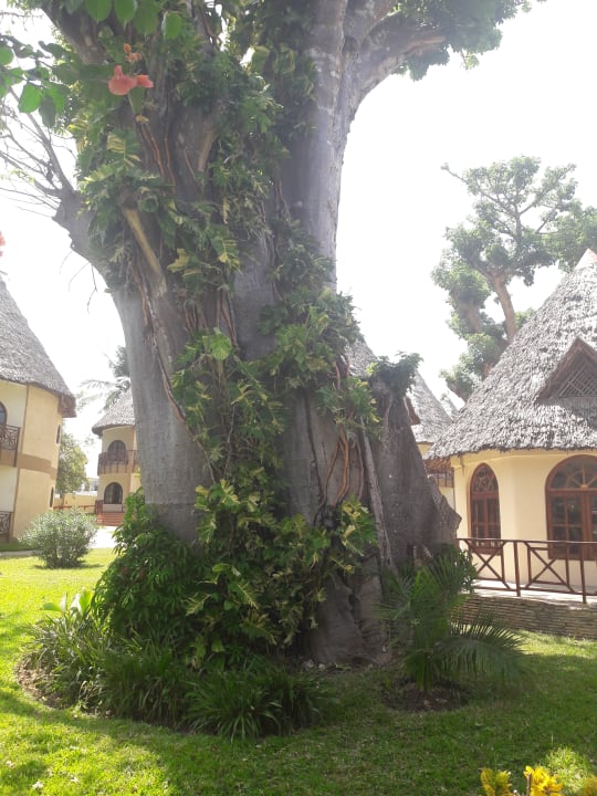 Riesen Bäume in der Anlage. Sehr beindruckend Neptune Paradise Beach Resort & Spa