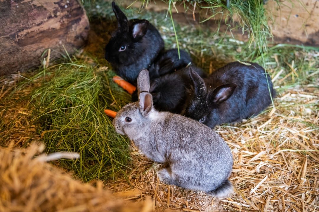 Sport & Freizeit Der Oberbichlhof