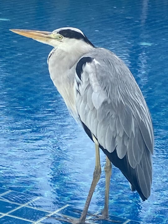 Pool Vilamendhoo Island Resort & Spa