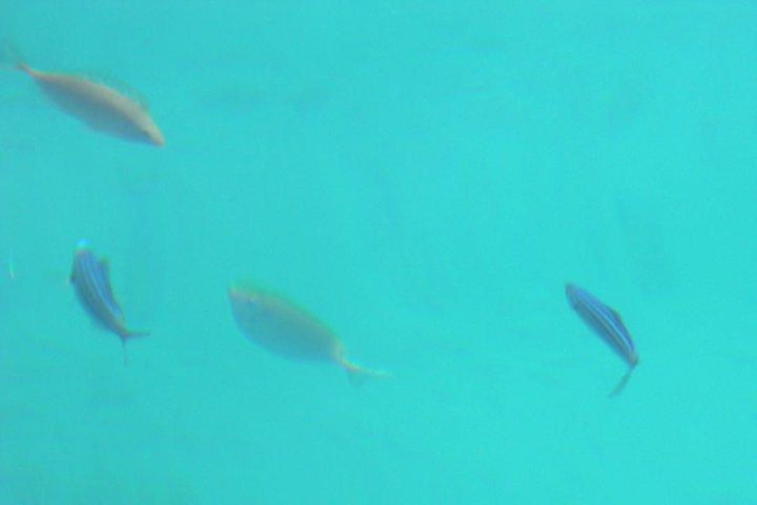 Ein paar Fische am Steg beim Strandrestaurant The Grand Hotel Hurghada