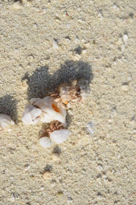 Krebse Adaaran Select Meedhupparu Island Resort - Premium All Inclusive