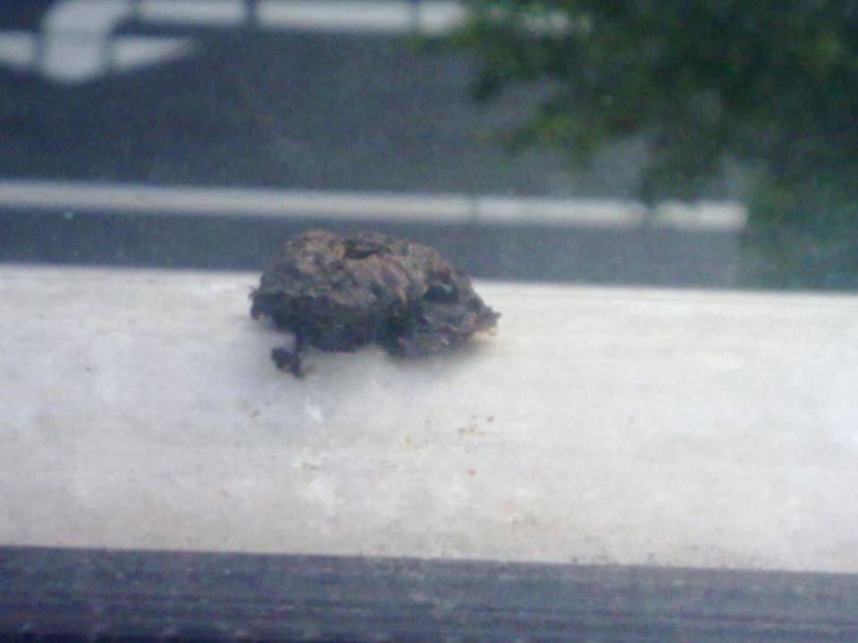 Vogelkot auf Fensterbank Hotel Nevada Hamburg