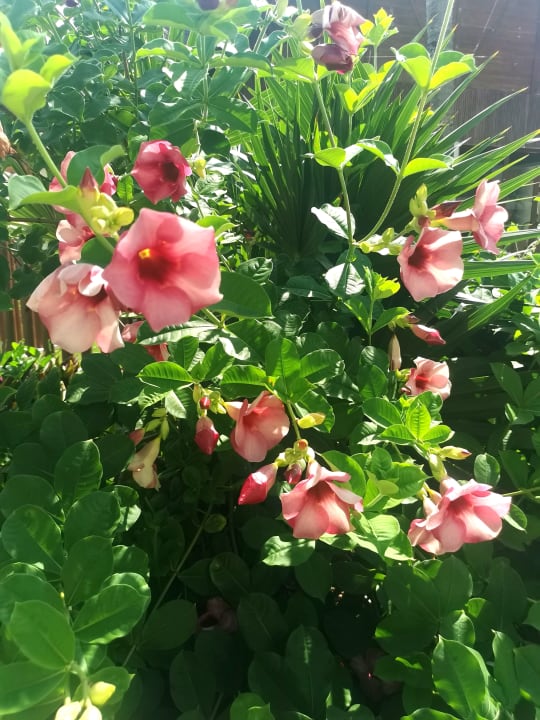 Gartenanlage Bahia Principe Grand Tulum