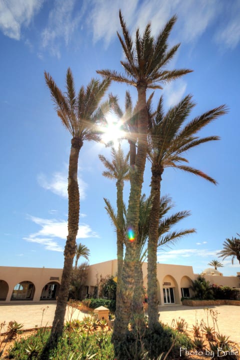 Palmen in der Sonne  Zita Beach Resort