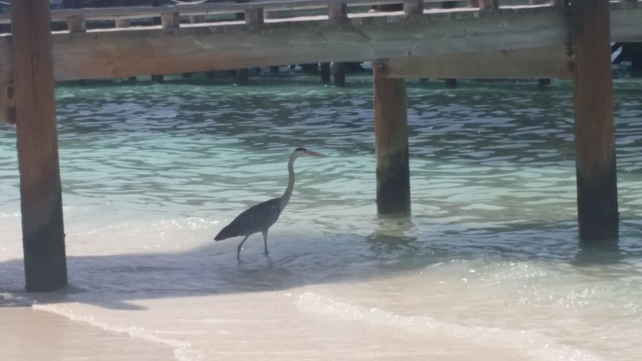 Er ist auf der Jagd Kuredu Island Resort & Spa