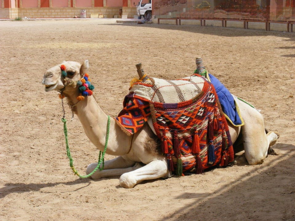 Kamel vom Hotel Pickalbatros Alf Leila Wa Leila Resort - Neverland Hurghada