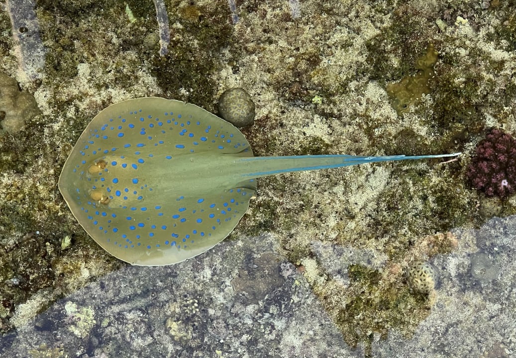 Strand Steigenberger Coraya Beach - Adults only