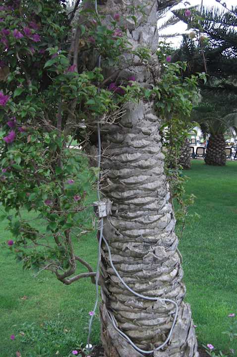 Palme mit Steckdose Iberostar Waves Founty Beach