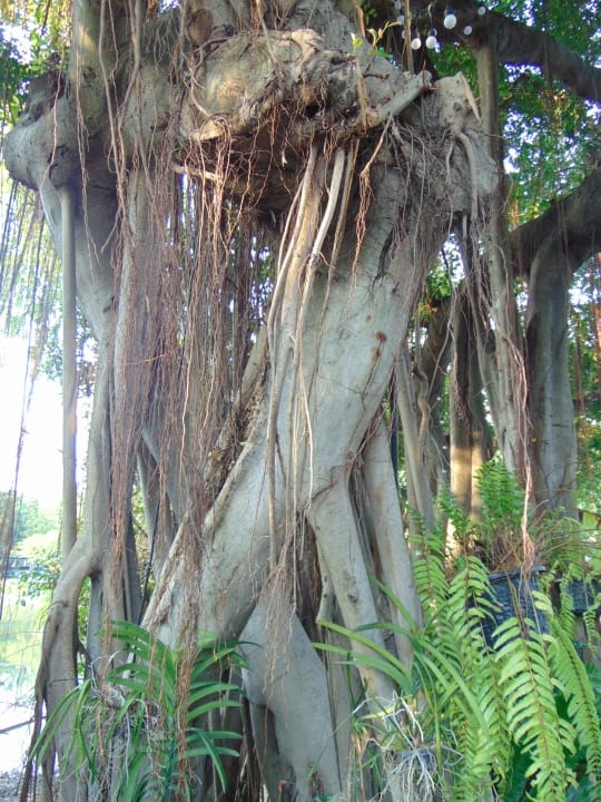 Gartenanlage Canalis Suvarnabhumi Airport Hotel
