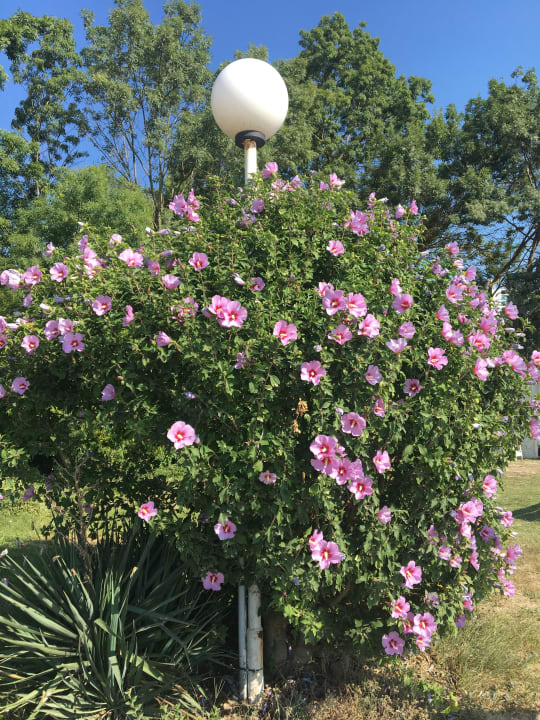 Gartenanlage Hotel Borjana