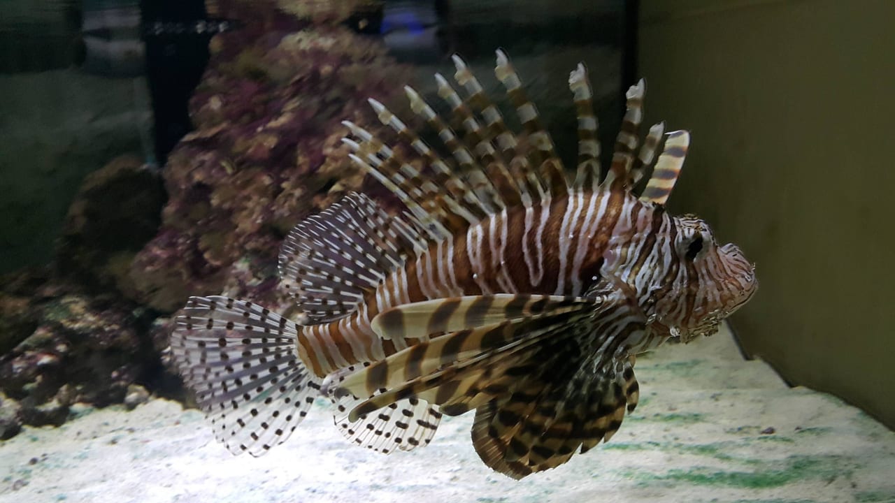 Zoo Hotel Emirates Park Resort