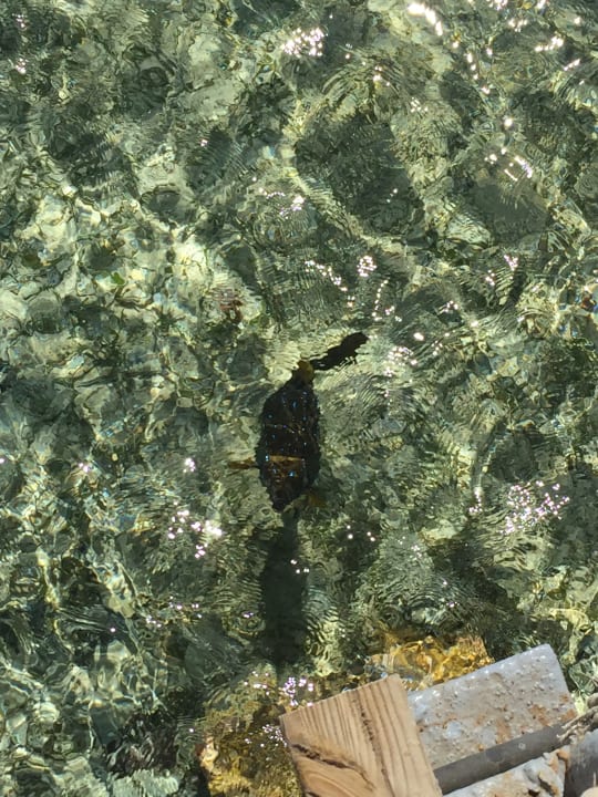 Strand Pickalbatros Royal Moderna Resort-Sharm El Sheikh