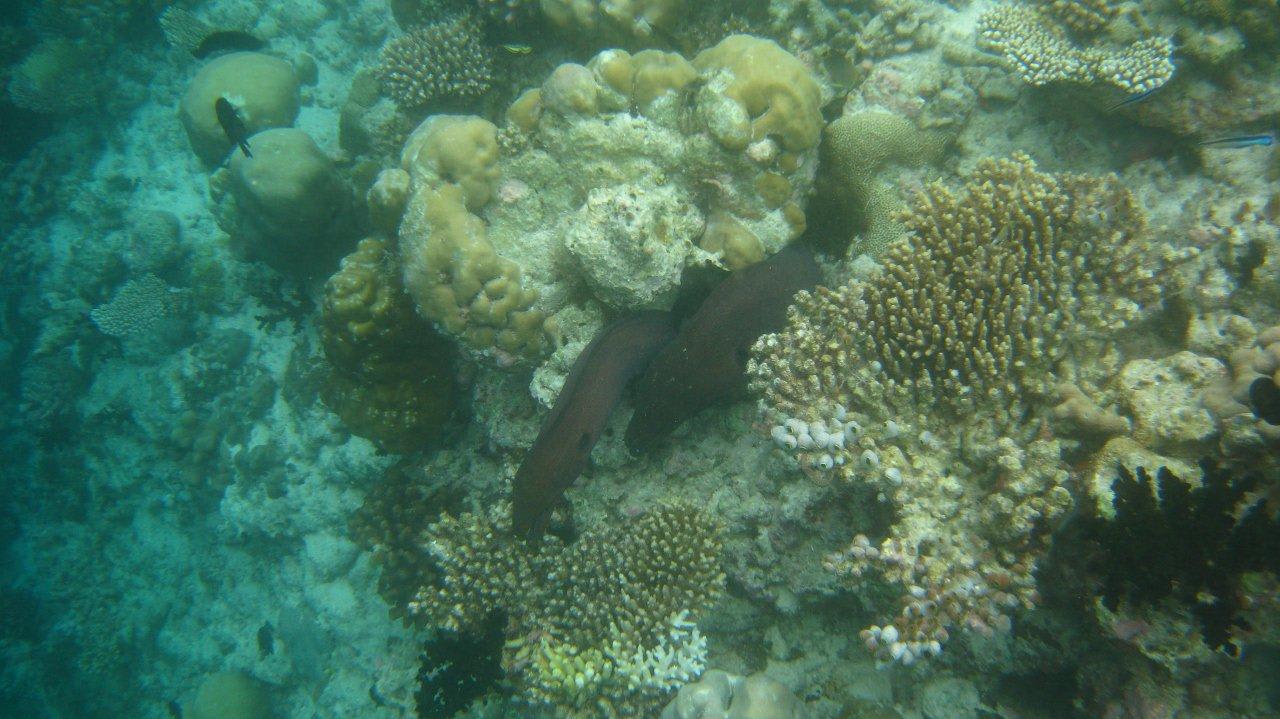 2 Muränen am Hausriff Vilamendhoo Vilamendhoo Island Resort & Spa