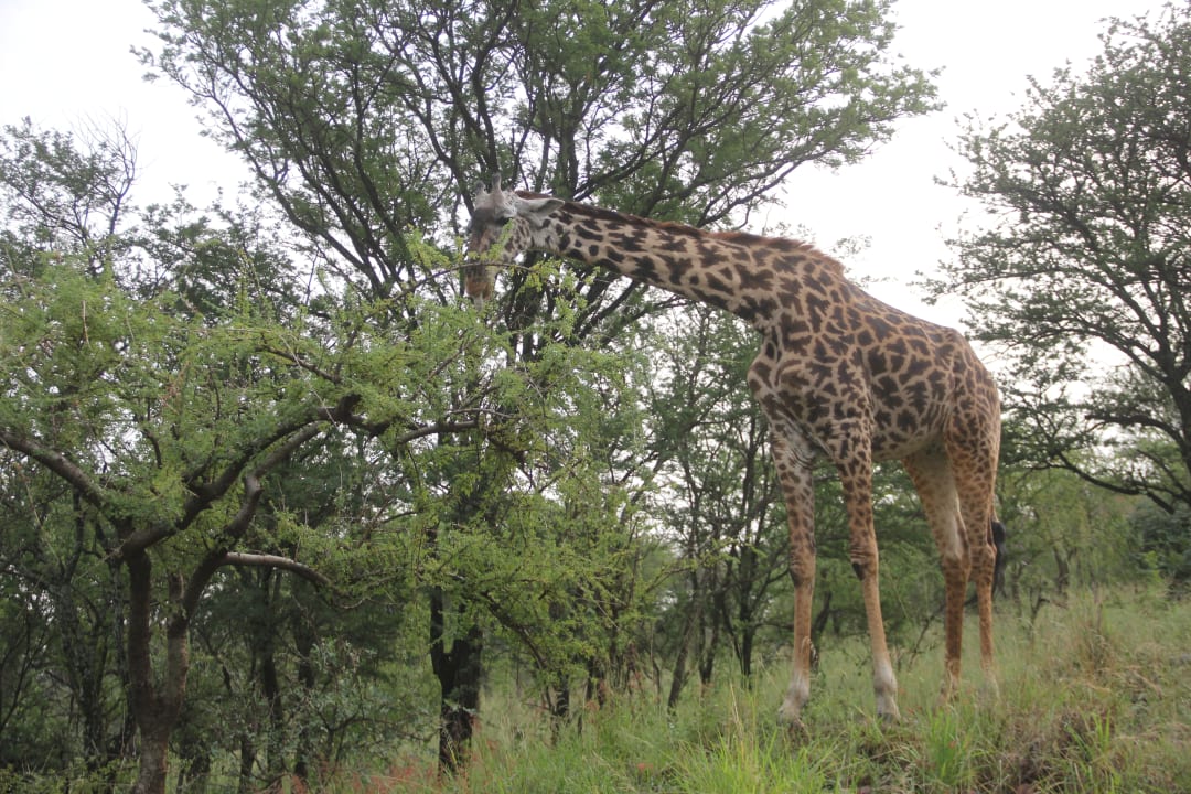 Gartenanlage Hotel Serengeti Sopa Lodge