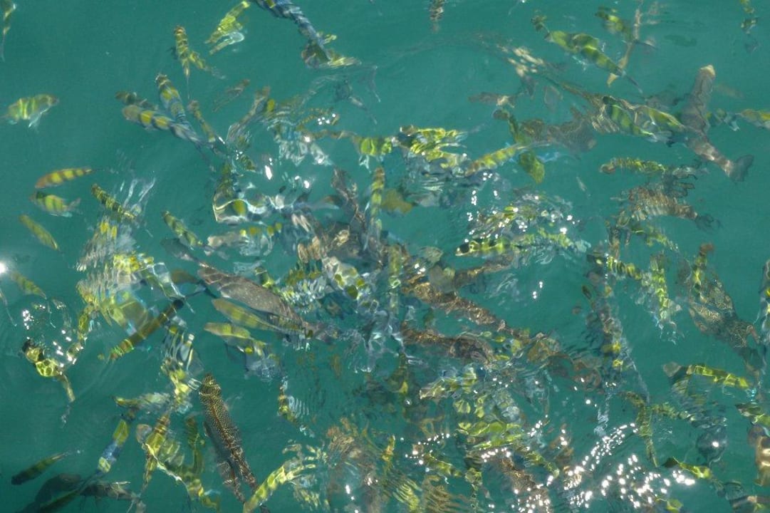 Vom weißen Steg zu beobachten Cape Panwa Hotel