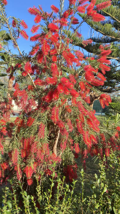 Gartenanlage Mira Meridia Beach Hotel