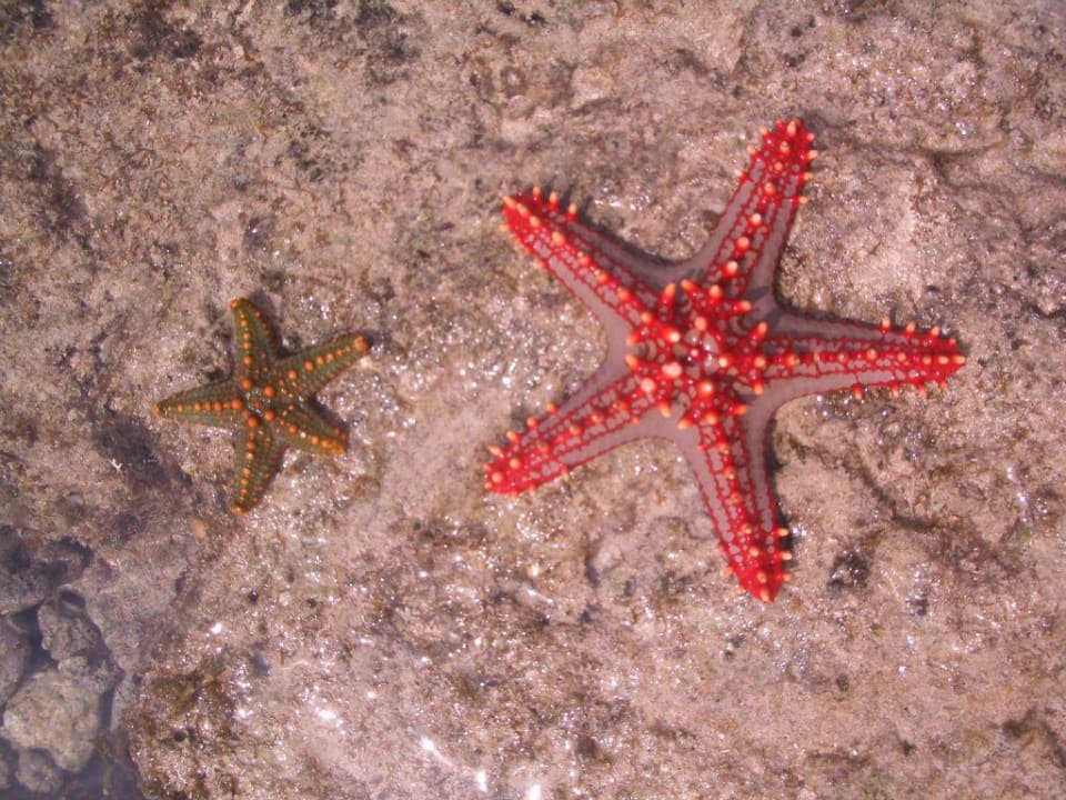 See-Sterne auf dem vorgelagerten Riff Hotel Southern Palms Beach Resort