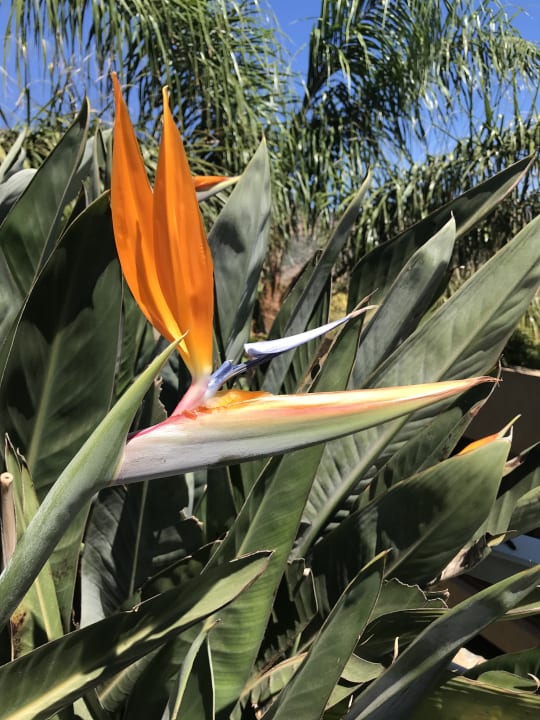 Gartenanlage Phãea Cretan Malia