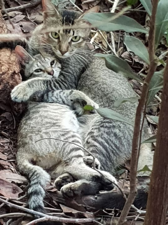 Sonstiges Grand Palladium Colonial Resort & Spa