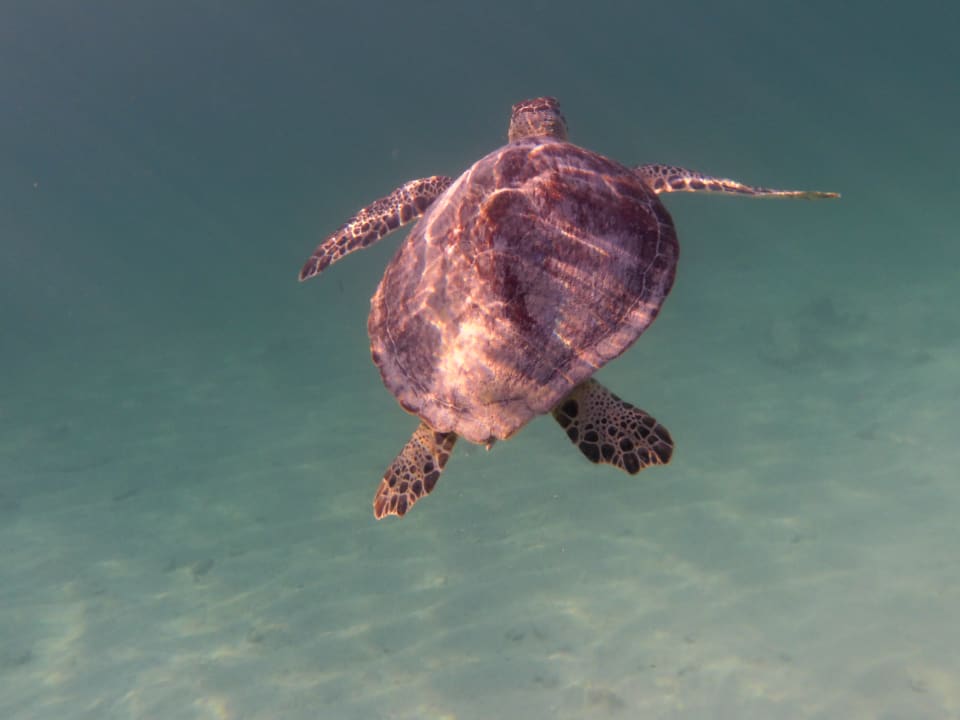 Sport & Freizeit Akumal Bay Beach & Wellness Resort