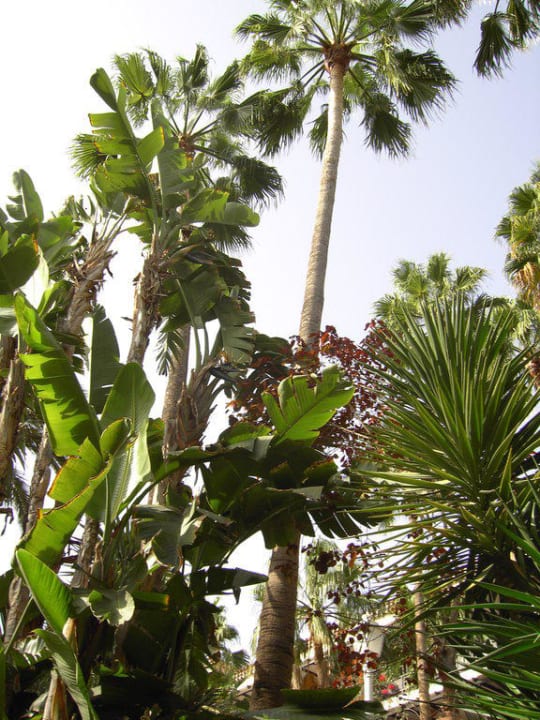 Garten Hotel Parque Tropical