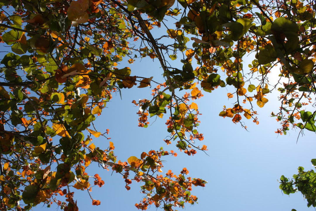 Herbstfärbung Sunscape Puerto Plata