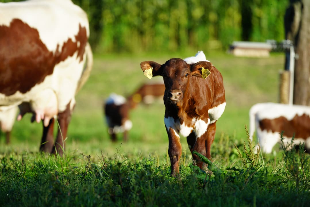 Sonstiges Ferienhof Schmid
