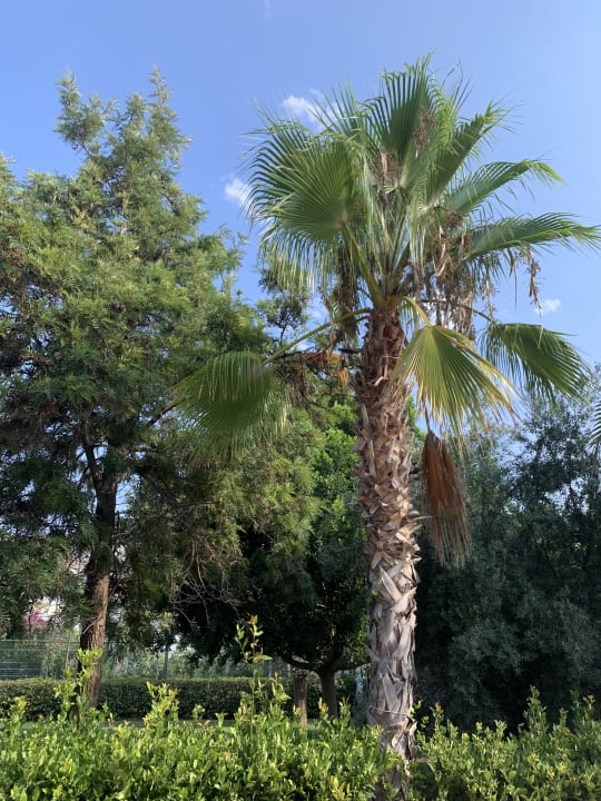 Gartenanlage Hane Family Resort