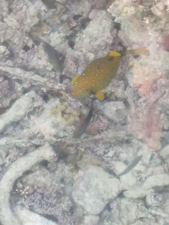 Sport & Freizeit Stella Garden Resort & Spa, Makadi Bay