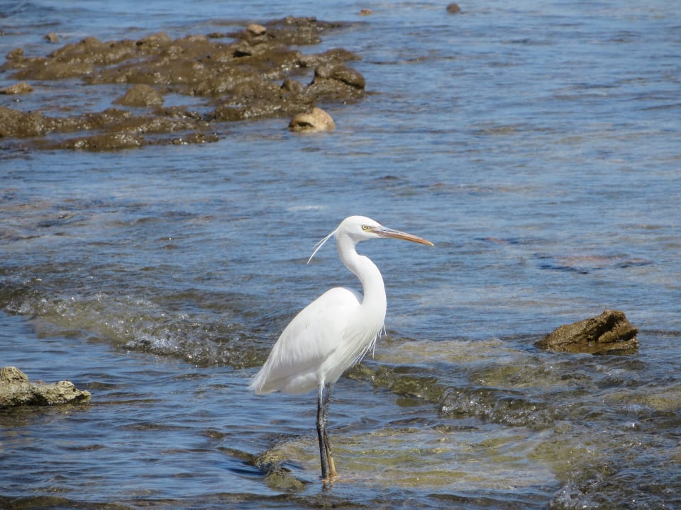 Strand Makadi Spa - Adults only