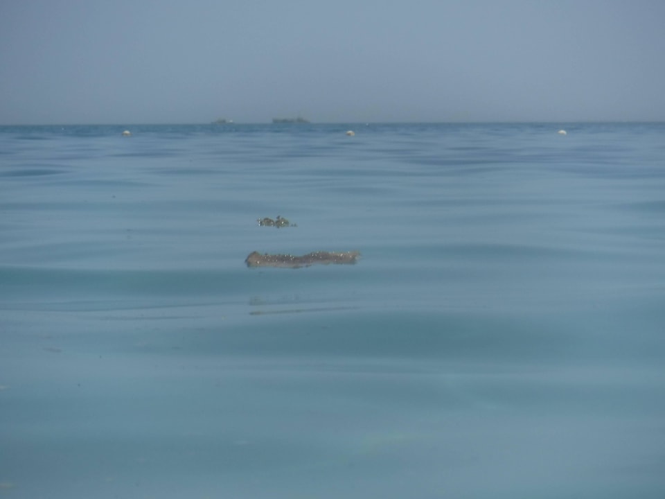 Kot von den Schiffen  The Grand Hotel Hurghada