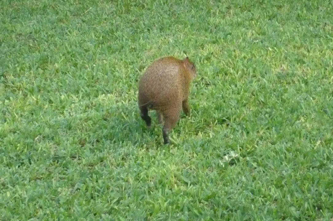 Aguti auf der Flucht Grand Palladium Kantenah Resort & Spa