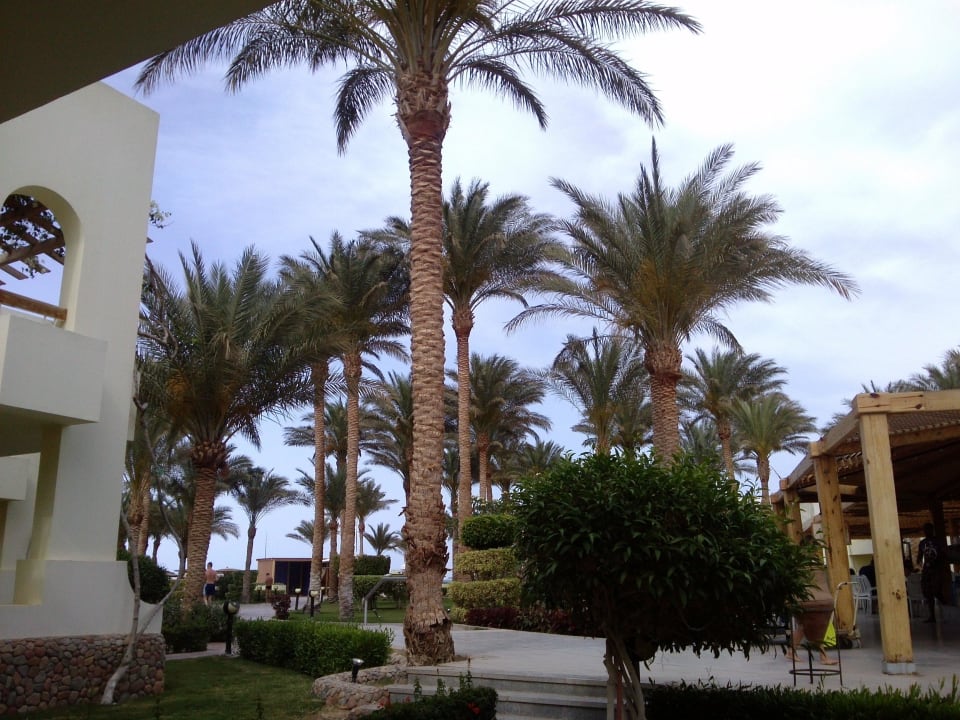 Blick aus Zimmer/Terrasse Palm Beach Resort