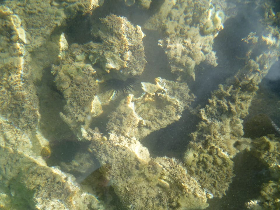 Meine "Freunde "die Seeigel Bahia Principe Grand El Portillo