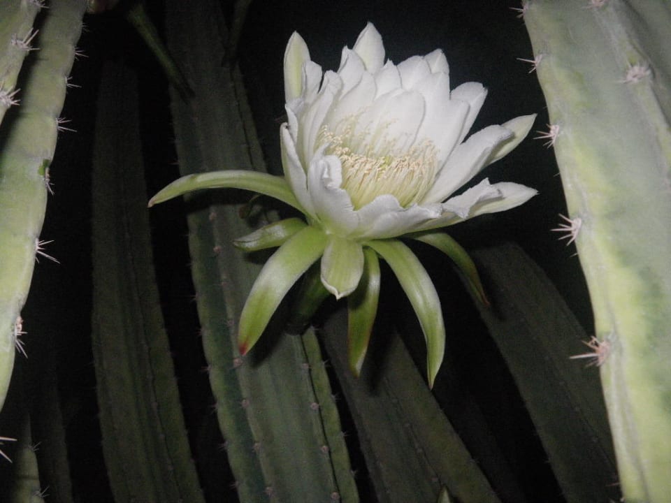 Kakteenblüte Ali Baba Palace Resort