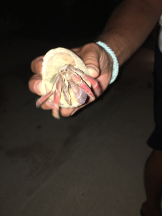 Gartenanlage Akumal Bay Beach & Wellness Resort