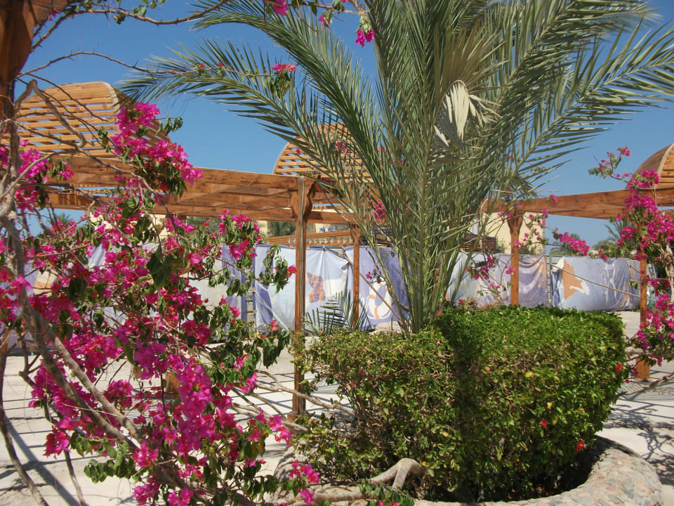 Garten vor Baustellenpool Desert Rose