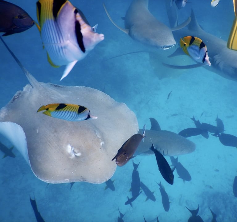 Strand Embudu Village