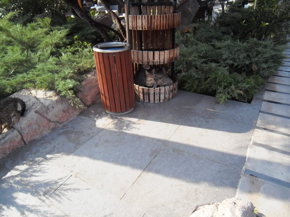 Hotelkatzenfamilie Adalya Resort & Spa - Adults Only