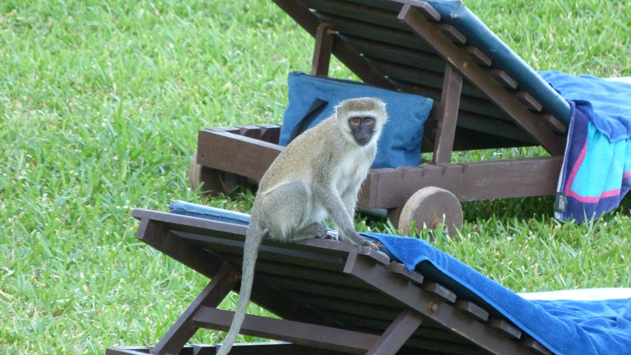 Strandliegenbesetzer Diani Sea Resort