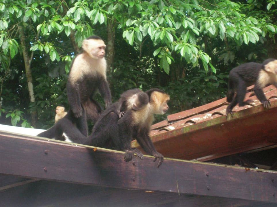 Affen im Speisesaal Hotel & Club Punta Leona