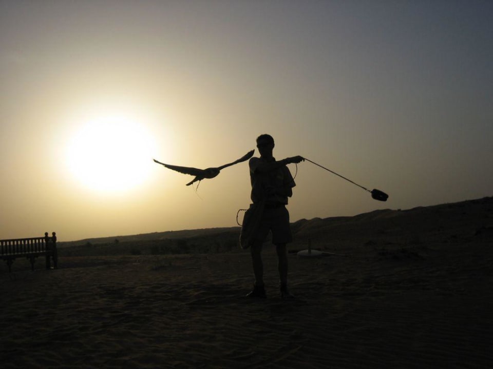 Falkenshow Al Maha, A Luxury Collection Desert Resort & Spa