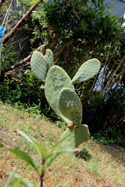 Kung-Fu-Kaktus  Club Turtas Beach Hotel