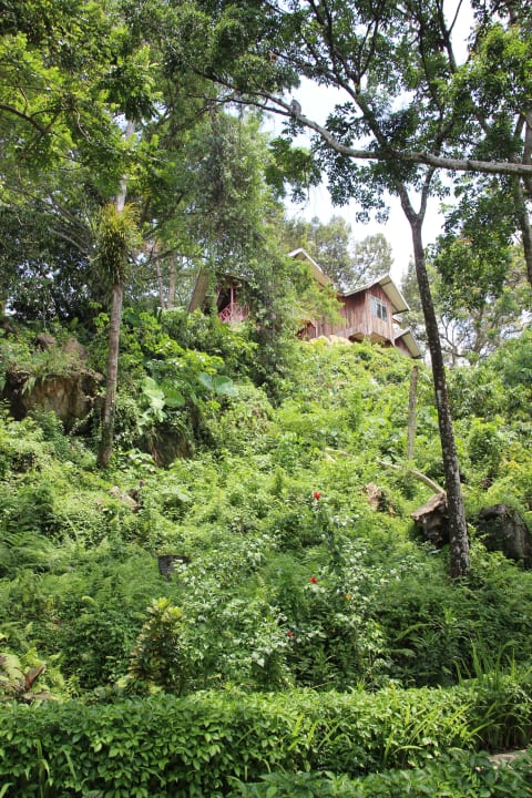 Direkt am Urwald Ecolodge Bukit Lawang