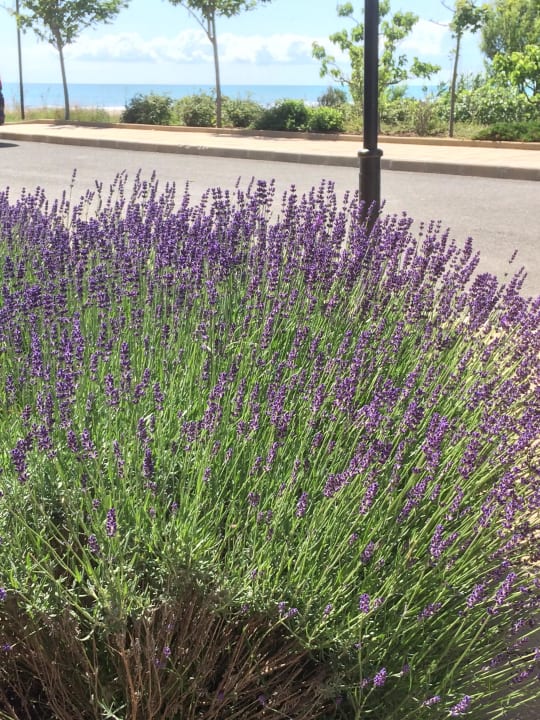 Lavendel Sol Luna Bay